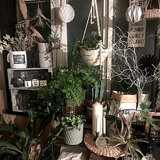 観葉植物 ジャングル のインテリア実例 Roomclip ルームクリップ 観葉植物 ジャングル のインテリア実例 Roomclip ルームクリップ