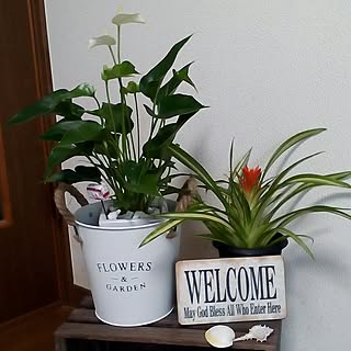 100均 アンスリウムのインテリア実例 Roomclip ルームクリップ