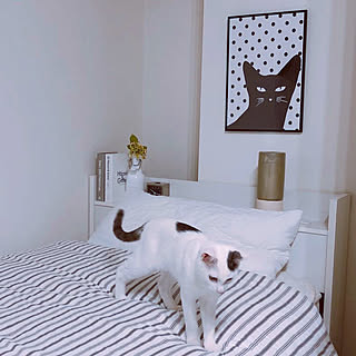ベッド周り/IKEA/ネコ好き/ポスター/ねこと暮らす。...などのインテリア実例 - 2018-03-06 00:25:12