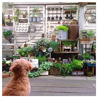 部屋全体/わんこと暮らす家/多肉植物/古道具×GREEN/多肉の寄せ植え...などのインテリア実例 - 2016-04-27 19:52:56