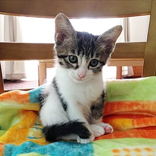 リビング/癒やし/家族/子猫と暮らす/子猫...などのインテリア実例 - 2017-05-22 20:27:38