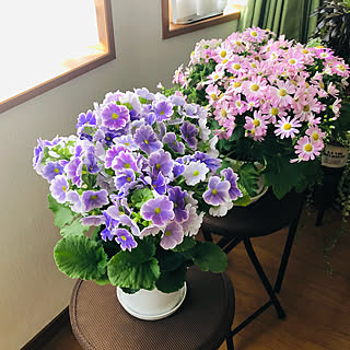 見切り品の花のインテリア実例 Roomclip ルームクリップ 見切り品の花のインテリア実例 Roomclip ルームクリップ