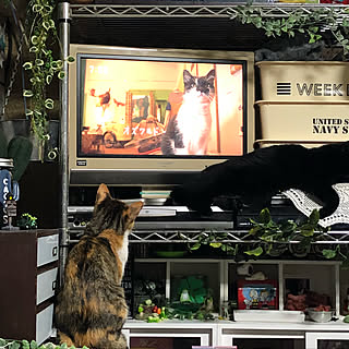 リビング/岩合光昭世界ネコ歩き/ぺこる/昭和の家/猫...などのインテリア実例 - 2018-05-29 08:01:13
