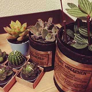 多肉植物/BONBOTANY/100均/okakiちゃんのリメ缶♡/BONBOTANY 委託...などのインテリア実例 - 2014-12-08 22:14:03