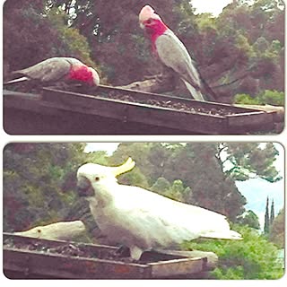 部屋全体/インテリアじゃなくてごめんなさい.../田舎です。/自然に囲まれて/野生の鳥です。...などのインテリア実例 - 2015-01-03 08:15:37