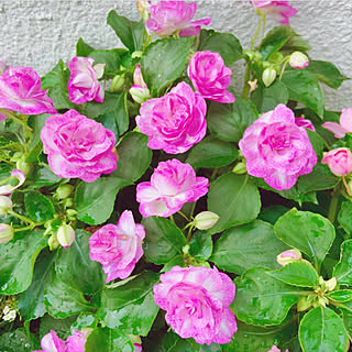 カリフォルニアローズのインテリア実例 Roomclip ルームクリップ