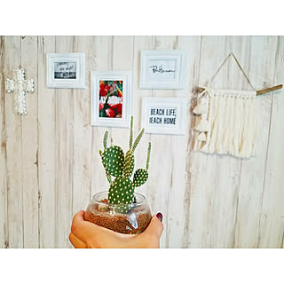 サボテン うちの壁紙はこれ のおしゃれなアレンジ 飾り方のインテリア実例 Roomclip ルームクリップ