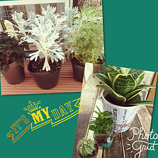 バス/トイレ/寄せ植え用に買いました。/水耕栽培用もGET/サボテンクラブ☺︎/サンセベリア...などのインテリア実例 - 2017-09-03 18:05:39
