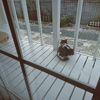 壁/天井/ねこのいる日常/野良猫ブランド玲音/いつもいいねやコメありがとうございます♡/見てくださってありがとうございます...などのインテリア実例 - 2019-05-03 07:40:09