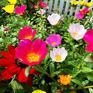 ポーチュラカの花のインテリア実例 Roomclip ルームクリップ