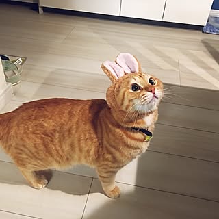 猫 被り物のインテリア実例 Roomclip ルームクリップ