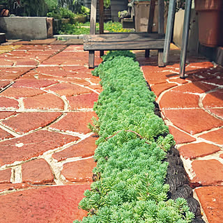 セダム パリダムのインテリア実例 Roomclip ルームクリップ