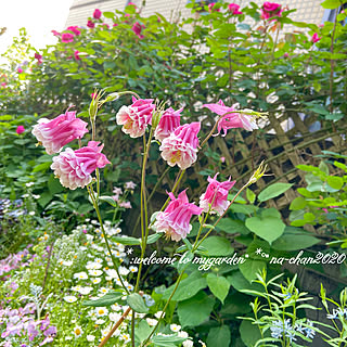おうち時間を楽しむ/ナチュラルガーデン/花が好き♡/庭/植物のある暮らし...などのインテリア実例 - 2020-05-19 09:12:57
