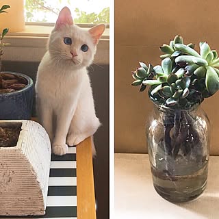 部屋全体/グリーンのある暮らし/壁まだ塗ってません/猫との暮らし/ねこと暮らす。...などのインテリア実例 - 2017-05-27 13:24:26