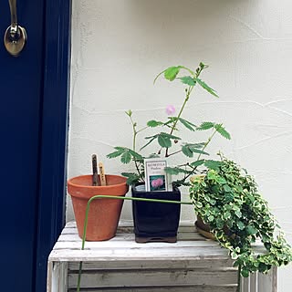 フィカス プミラのインテリア実例 Roomclip ルームクリップ