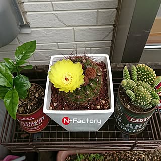 玄関/入り口/NO GREEN NO LIFE/サボテンの花/サボテン/感謝♡感謝♡感謝♡...などのインテリア実例 - 2017-05-30 07:05:15
