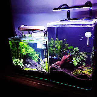 流木 水草レイアウトのインテリア実例 Roomclip ルームクリップ