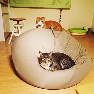 ねこのいる日常 Yogiboのインテリア実例 Roomclip ルームクリップ