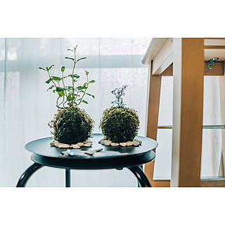 苔玉盆栽のインテリア実例 Roomclip ルームクリップ 苔玉盆栽のインテリア実例 Roomclip ルームクリップ