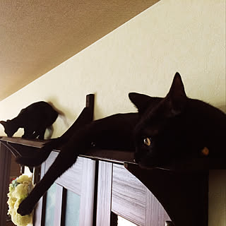 黒猫ジジのインテリア実例 ｜ RoomClip（ルームクリップ）