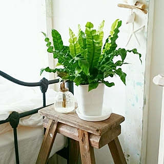 棚 エメラルドウェーブのインテリア実例 Roomclip ルームクリップ