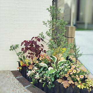 花壇 ペチュニアのインテリア実例 Roomclip ルームクリップ