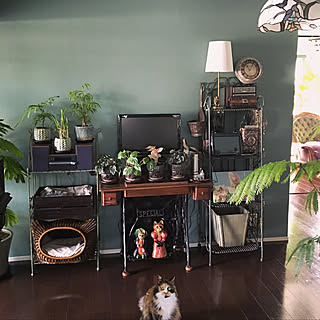 リビング/観葉植物/猫/アイアン雑貨/色壁紙...などのインテリア実例 - 2017-11-26 12:04:37