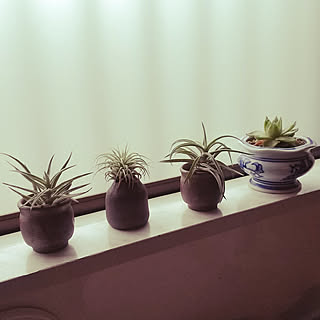 お猪口のインテリア実例 Roomclip ルームクリップ