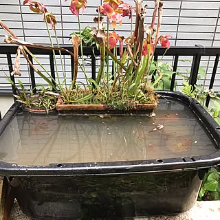 食虫植物 サラセニアのインテリア実例 Roomclip ルームクリップ