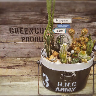 ダイソーのサボテンのインテリア実例 Roomclip ルームクリップ