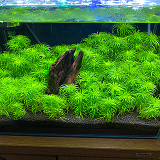 一人暮らし 熱帯魚水槽のおしゃれなアレンジ 飾り方のインテリア実例 Roomclip ルームクリップ