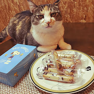 スヌーピー/ねこのいる日常/ねこが好き/ねこ大好きです/ねこばかりでごめんなさい...などのインテリア実例 - 2017-12-01 16:37:19