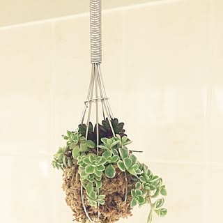 キッチン/泡立て器/多肉植物/雑貨のインテリア実例 - 2015-03-18 19:59:16