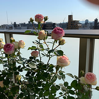 ベランダガーデン ピエール ド ロンサールのインテリア実例 Roomclip ルームクリップ