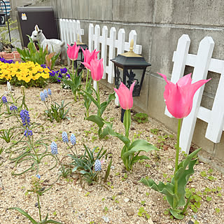 ムスカリ 花壇の花のインテリア実例 Roomclip ルームクリップ