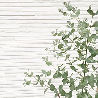 ユーカリ ユーカリグ二ーのインテリア実例 Roomclip ルームクリップ