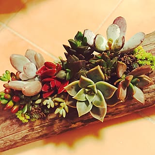 寄せ植え ネルソルのインテリア実例 Roomclip ルームクリップ 寄せ植え ネルソルのインテリア実例 Roomclip ルームクリップ