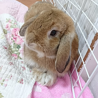 うさぎと暮らす 皆さんに感謝です ஐのインテリア実例 Roomclip ルームクリップ