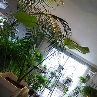 リビング/観葉植物のある暮らし/ほっとする空間/癒し空間/タマシダ...などのインテリア実例 - 2018-05-02 15:11:36