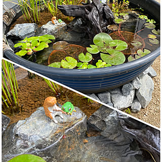 睡蓮鉢 ナガバオモダカのおしゃれなアレンジ 飾り方のインテリア実例 Roomclip ルームクリップ 睡蓮鉢 ナガバオモダカのおしゃれなアレンジ 飾り方のインテリア実例 Roomclip ルームクリップ