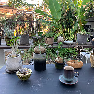 green/セルフビルド/植物観察の記録/DIY/植物のある暮らし...などのインテリア実例 - 2019-10-05 07:49:03