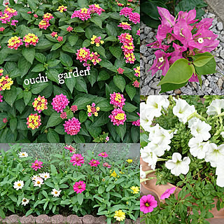 玄関/入り口/庭/夏/緑のある暮らし/花のある暮らし+..・* ❁...などのインテリア実例 - 2019-08-16 22:03:34