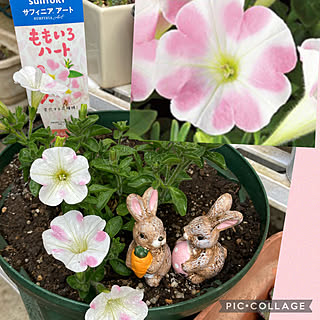 お花のある暮らし サフィニアアートももいろハートのインテリア実例 Roomclip ルームクリップ