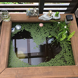 水槽 ナガバオモダカのインテリア実例 Roomclip ルームクリップ