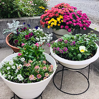 寄せ植え ヘリクリサムのインテリア実例 Roomclip ルームクリップ