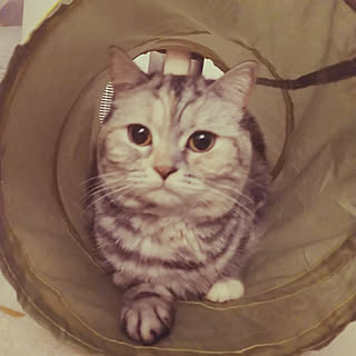 ねこ 3コインズのインテリア実例 Roomclip ルームクリップ ねこ 3コインズのインテリア実例 Roomclip ルームクリップ