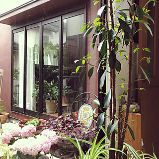 ヤマボウシの花のインテリア実例 Roomclip ルームクリップ