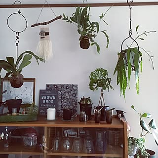 多肉植物 ソウカクデンのインテリア実例 Roomclip ルームクリップ 多肉植物 ソウカクデンのインテリア実例 Roomclip ルームクリップ