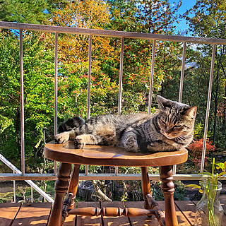 椅子/猫/ナチュラル/DIY/ねこのいる日常...などのインテリア実例 - 2019-11-18 17:36:32