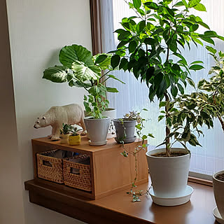 ベンジャミンスターライトのインテリア実例 Roomclip ルームクリップ